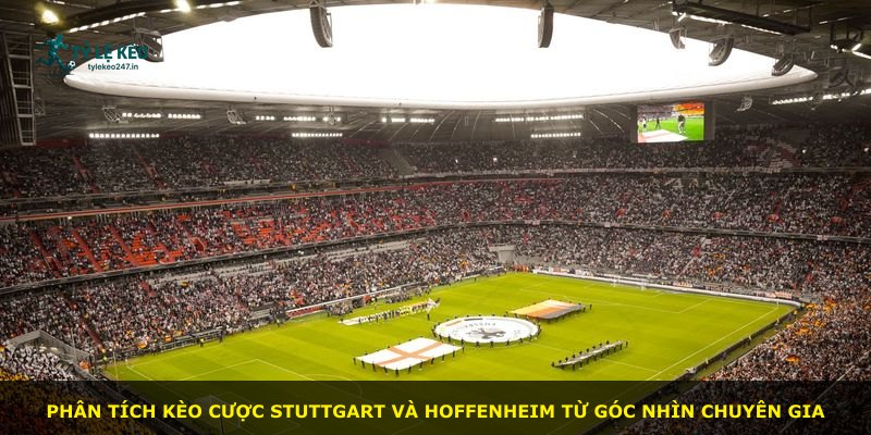 Phân tích kèo cược Stuttgart và Hoffenheim từ góc nhìn chuyên gia